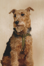 Цельнокожаная шлейка Зеленая