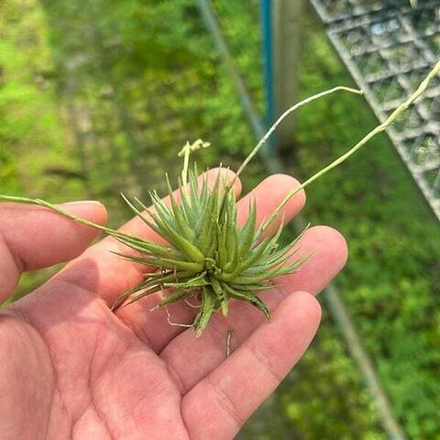 Тилландсия loliacea