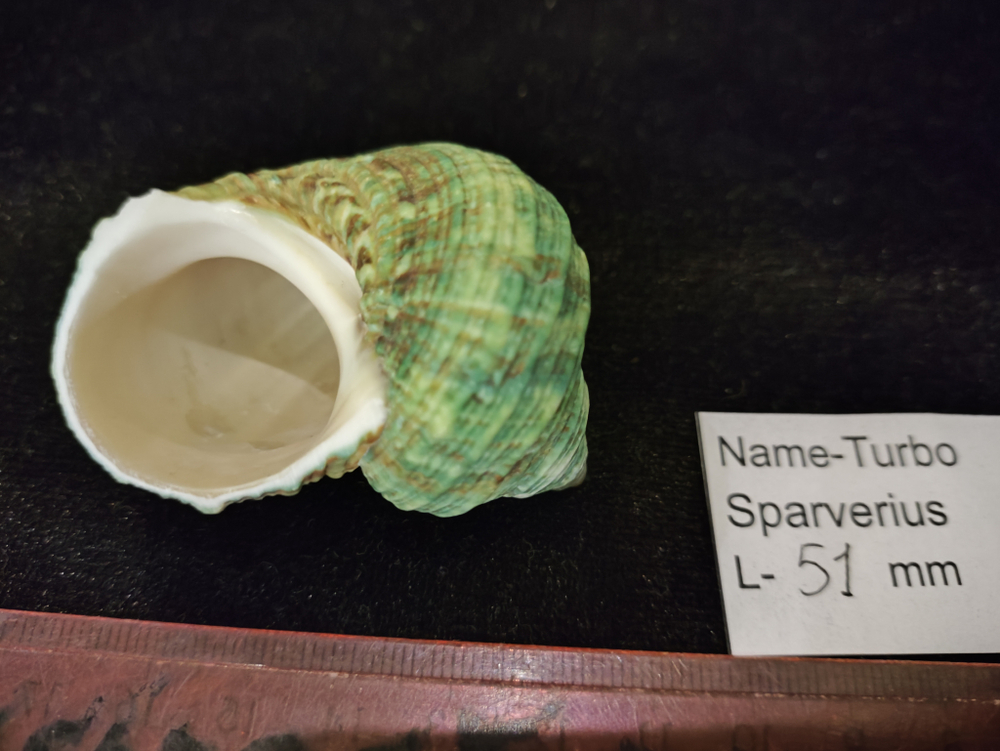 Турбо Спарвериус