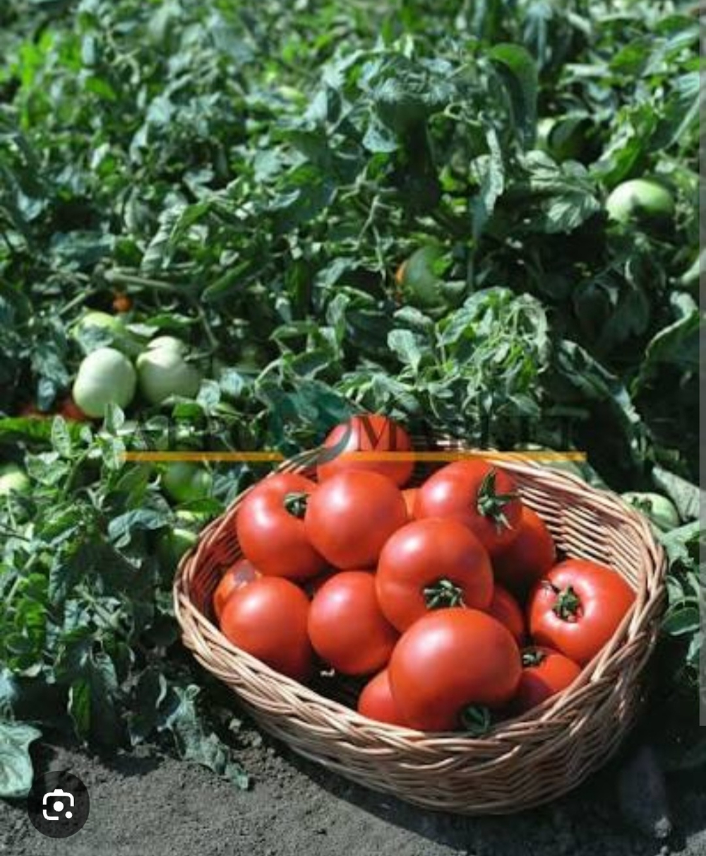 Томат Полбиг F1 - Polbig F1 1000 семян