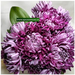 Хризантема домашняя Irisa violet (временно нет в наличии)
