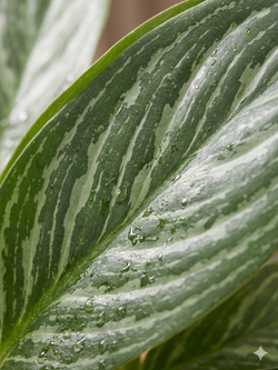 Диффенбахия white snow princess д.16