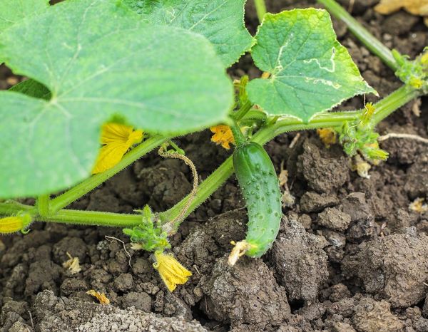 Особенности посева семян огурцов для получения хорошего урожая