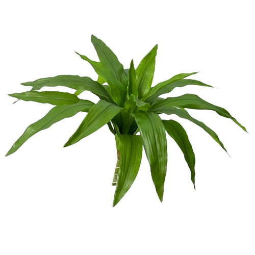 Драцена зеленая куст большой