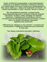 Плектрантус Войлочный комнатная мята