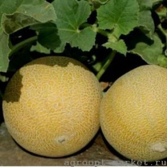 Трейси F1 семена дыни (Enza Zaden / Энза Заден)