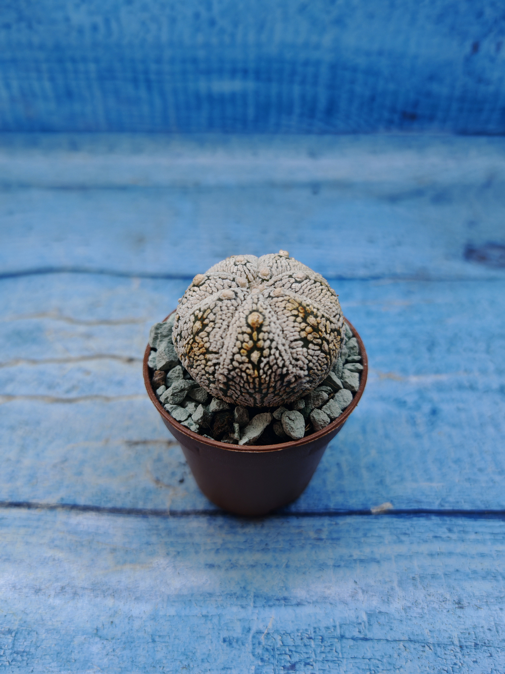 Astrophytum Asterias "Super Kabuto" (Астрофитум)