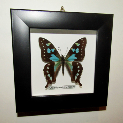 Бабочка Graphium stresemanni в рамке