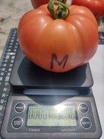 Минерал F1 семена томата индетерминантного ( Yuksel Tohum / )