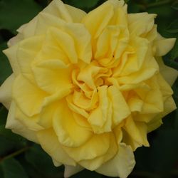 Штернталер (Sterntaler)