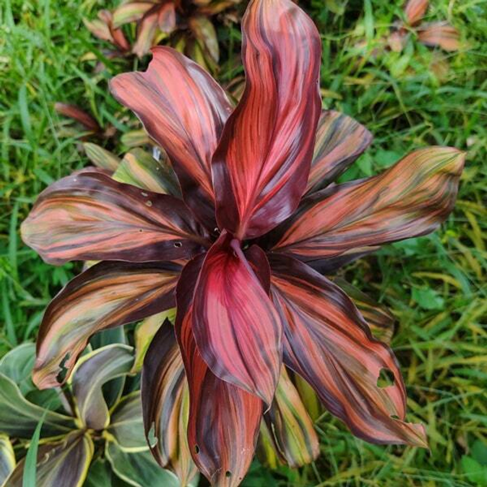 Кордилина PHET PHRA NAKHON