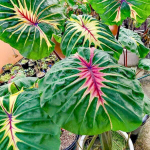 Колоказия SIREN SUNMOON