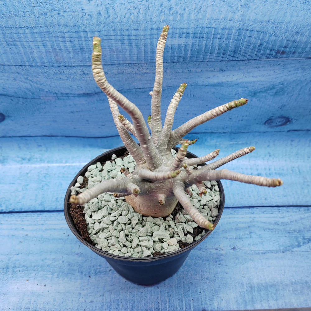 Adenium Baobab (Адениум)