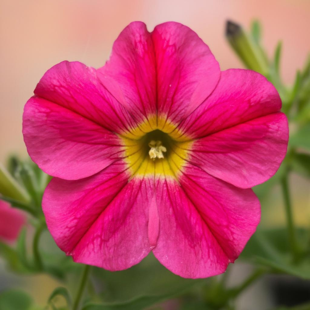 Петуния многоцветковая Зора F1 25шт.