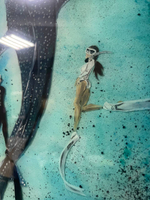 Сердце океана