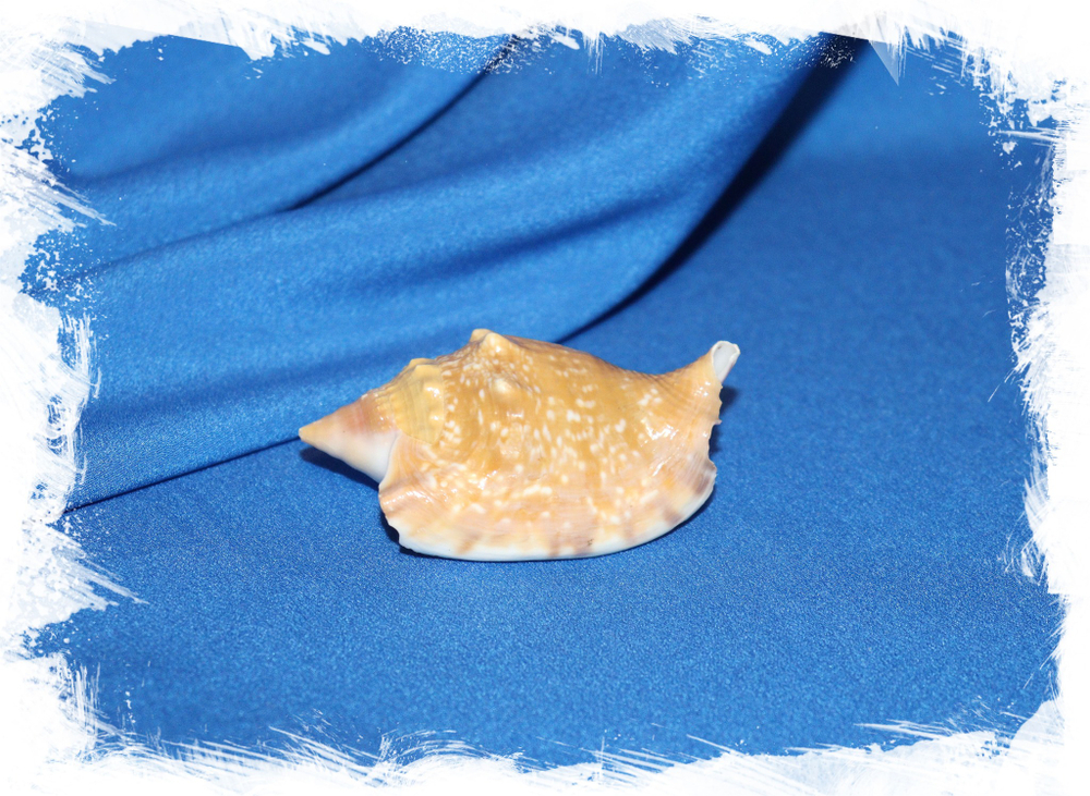 Ракушка стромбус Дианы