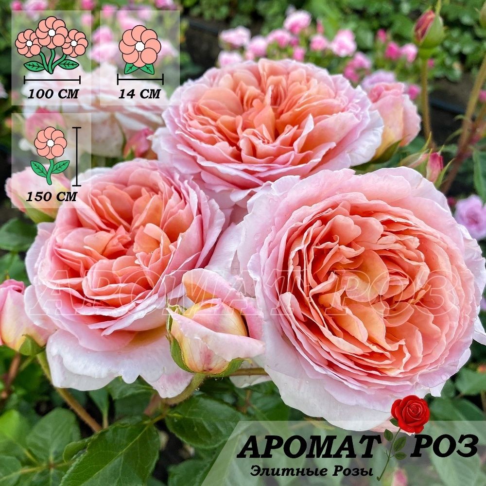 Абрахам Дерби (Abraham Darby)