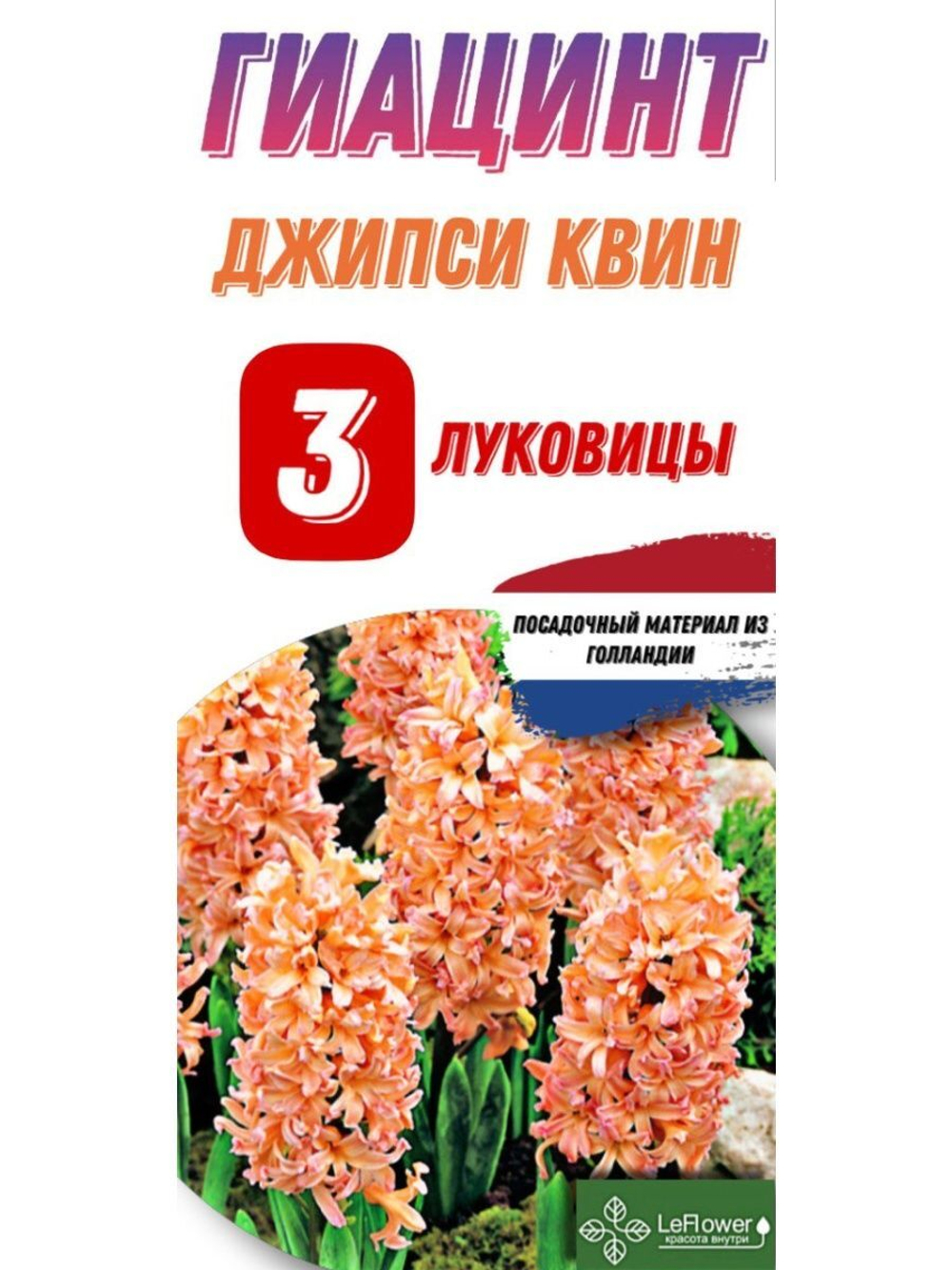 Гиацинт Луковицы, Джипси Куин, 3шт