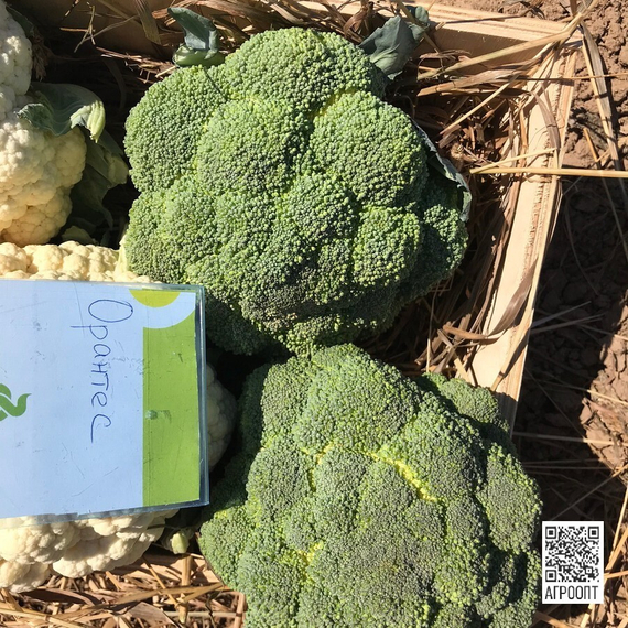 Орантес F1 семена капусты брокколи (Rijk Zwaan / Райк Цваан) в поле – фото 2