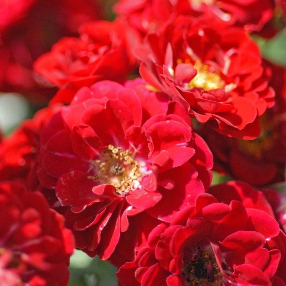 Роза почвопокровная Ред Фейри