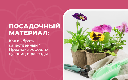 Как выбрать качественный посадочный материал: признаки хороших луковиц и рассады