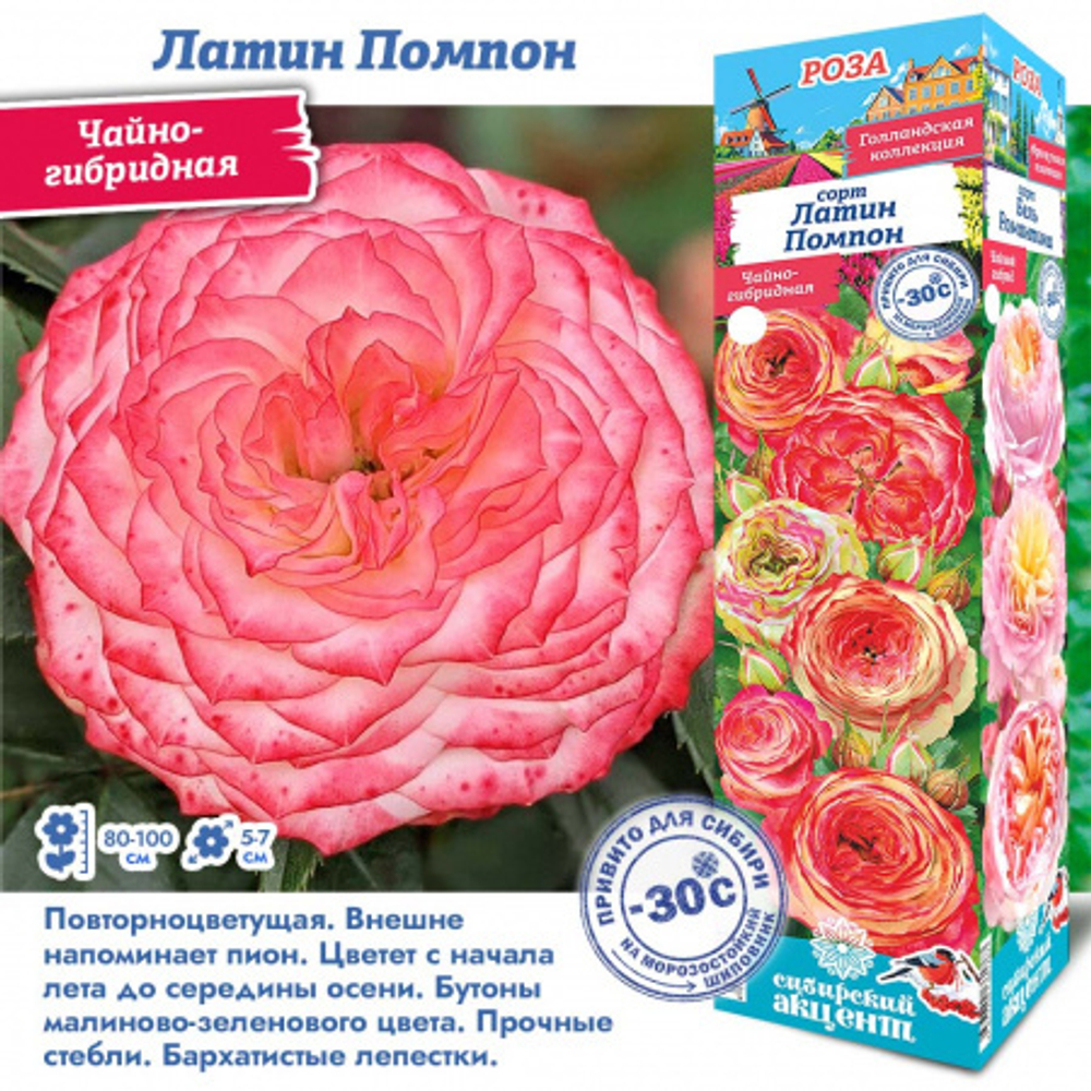 Роза Латин Помпон (Чайно-гибридная)