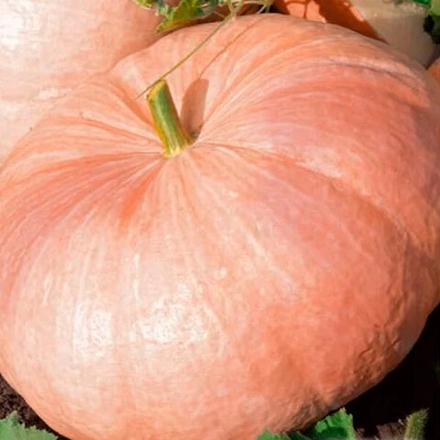 Тыква Желтый Центнер 2г