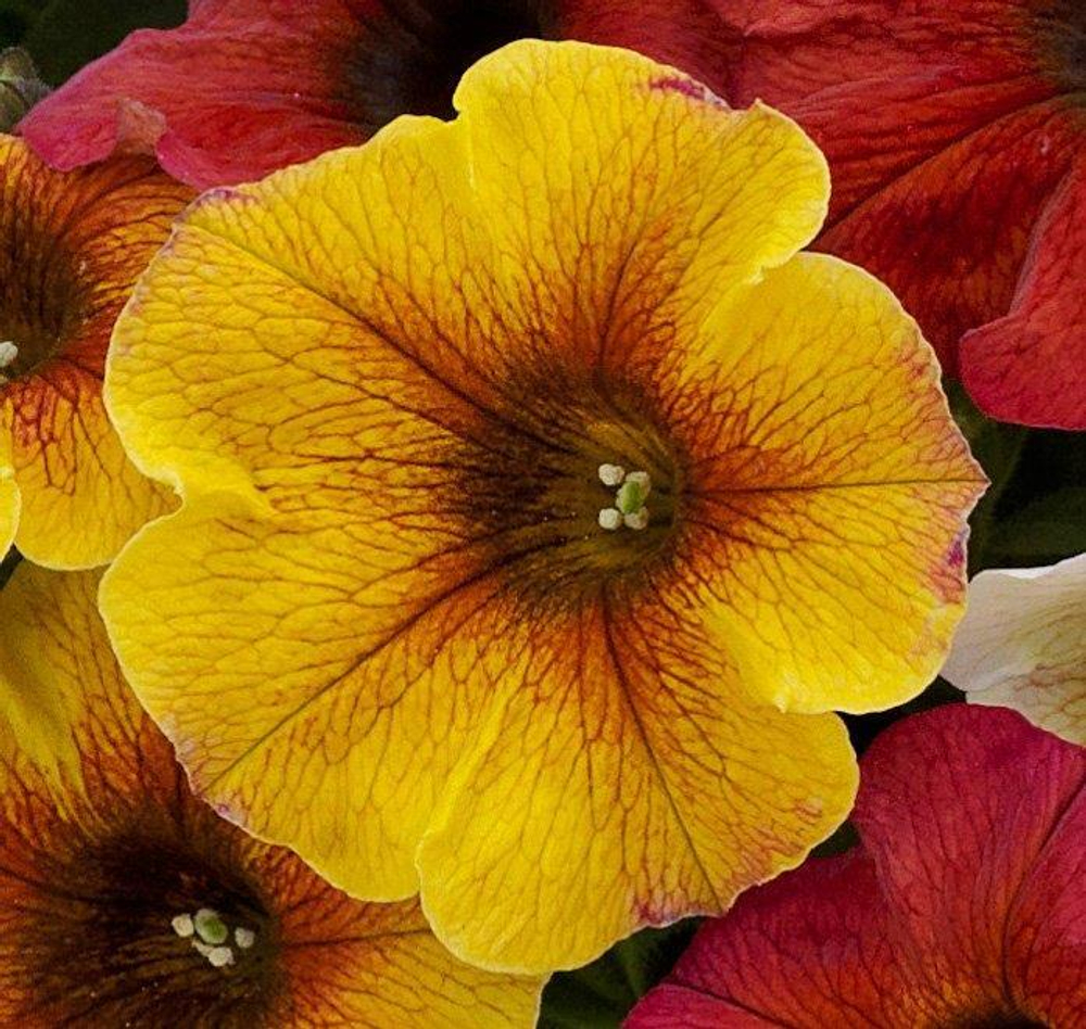 ЕВРО Petchoa BEAUTICAL Caramel Yellow неукор черенок ноябрь 2025