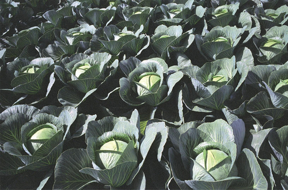 ПАРАДОКС_F1_семена_капусты_белокочанной_Bejo_семена_цена – фото 2