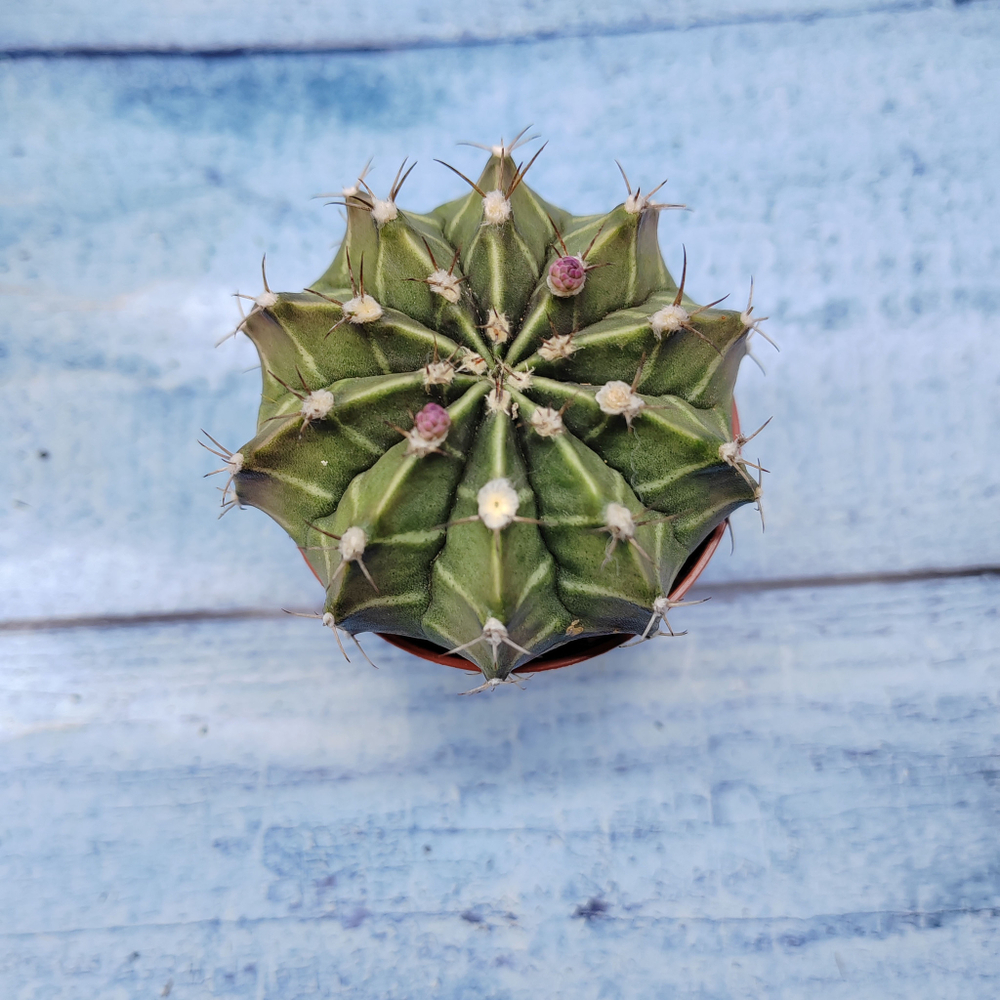 Gymnocalycium Friedrichii (Гимнокалициум)