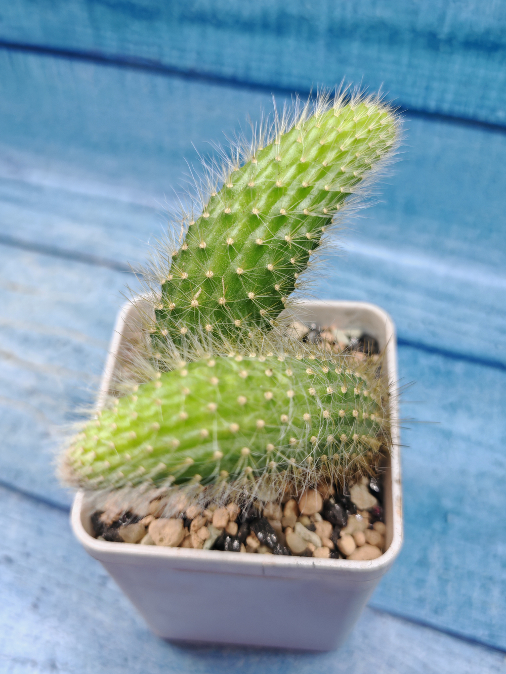 Hildewintera Colademononis (Хильдевинтера)