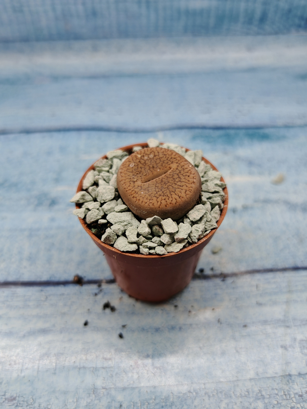 Lithops sp. (Литопсы)