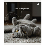 Тетрадь 48л., А5, клетка, Alingar "Кошки", скрепка, мелованый картон ( стандарт), блок офсет, 5 дизайнов в пленке т/у