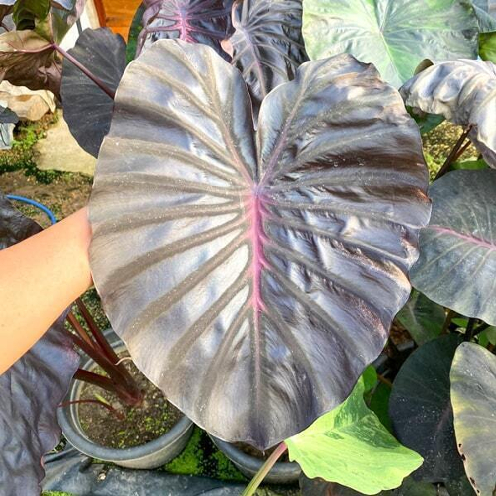 Колоказия PINK DRAGON