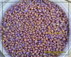 Бактокумарин