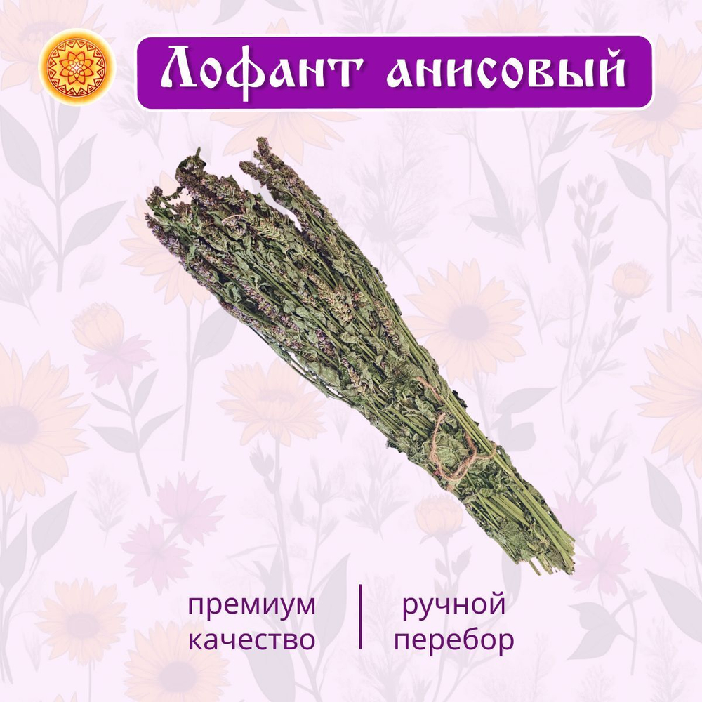 Лофант анисовый пучок.