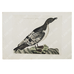 Зепп Ян Кристиан. Мэнский буревестник. Гравюра на меди, акварель. Амстердам. 1809 г.