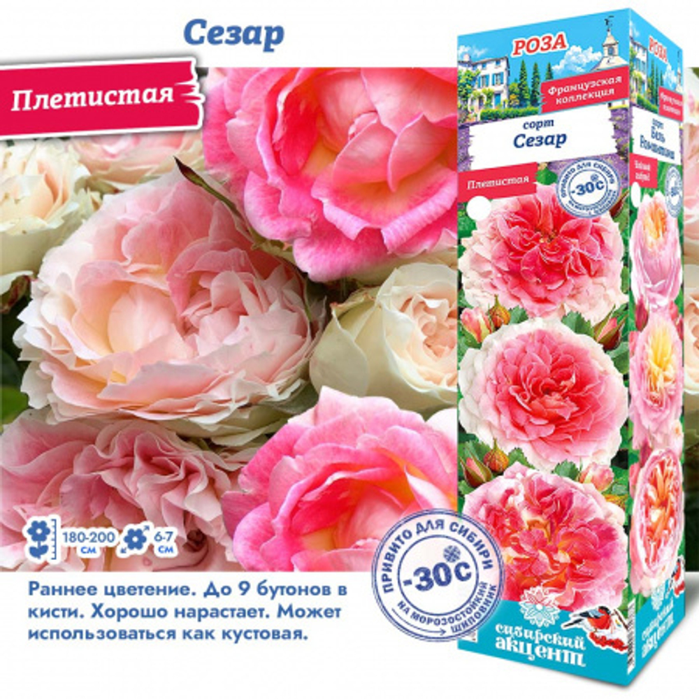 Роза Сезар (Плетистая)
