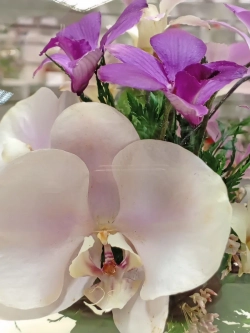 натуральные орхидеи в стекле, вакуум