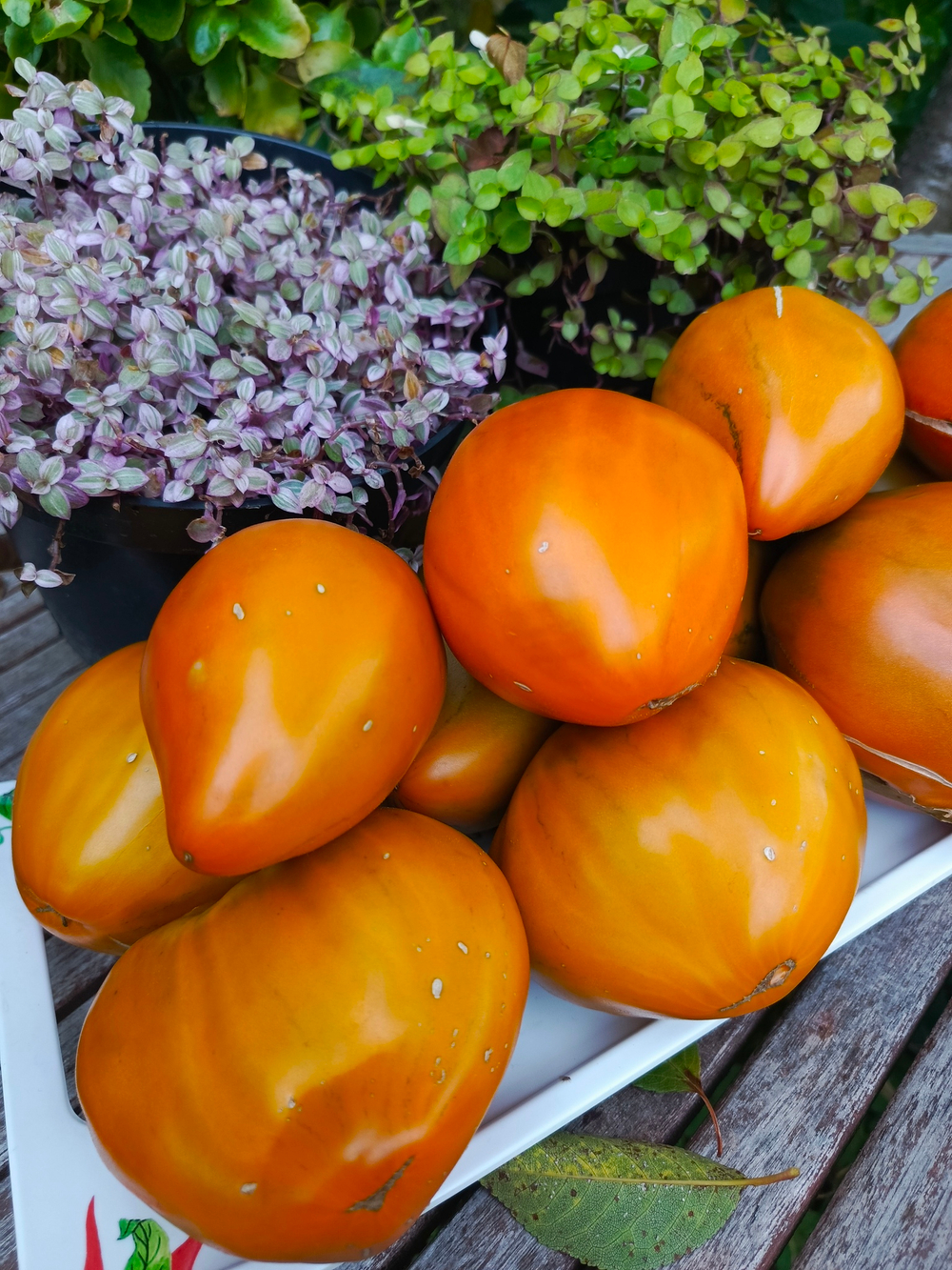 Огненный гребень охра (Cresta di Fuoko ochre) сорт томата