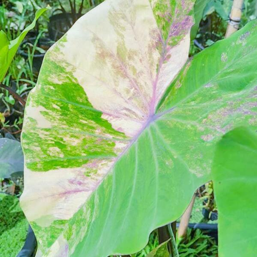 Колоказия PHET SAM YOT