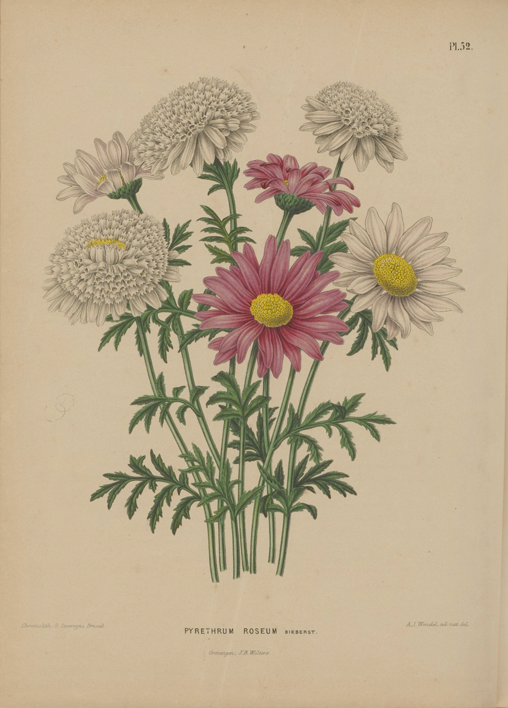 Цилиндрическая ваза «Пижма красная» из коллекции «Ботанический сад»