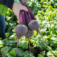 БОХАН F1 семена свеклы (Bejo | Alexagro)