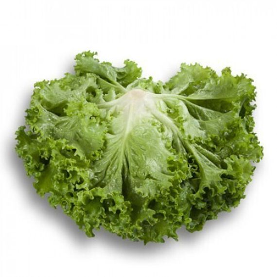 СТАРФАЙТЕР семена салата Rijk Zwaan отзывы