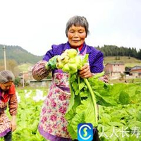 Сычуаньская Капуста Чжа Цай - Tsa Tsai 榨菜