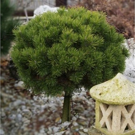 Сосна горная Мопс штамб