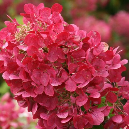 Гортензия метельчатая "Даймонд Руж" 3л