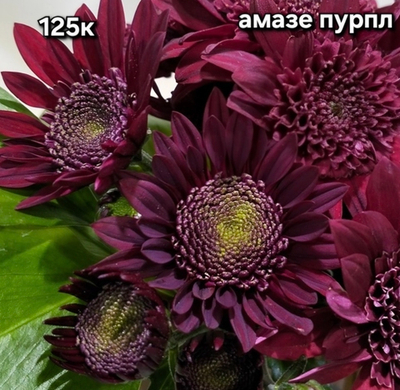 САЖЕНЦЫ ХРИЗАНТЕМЫ КОРЕЙСКАЯ № 125 АМАЗЕ ПУРПЛ