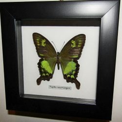 Бабочка Papilio neumoegeni в рамке