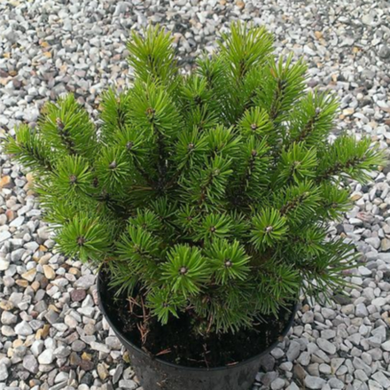 Сосна горная Мопс С5 20-25